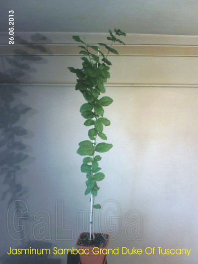 Jasminum Sambac Grand Duke Of Tuscany; Este pui din lastar al plantei din prima poza. Inaltime cu ghiveci: 1,2 m.
