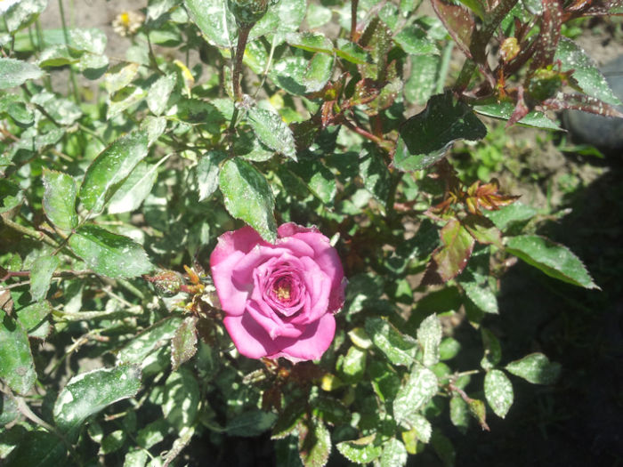 miniatura - trandafiri si peisaje 2013 -2