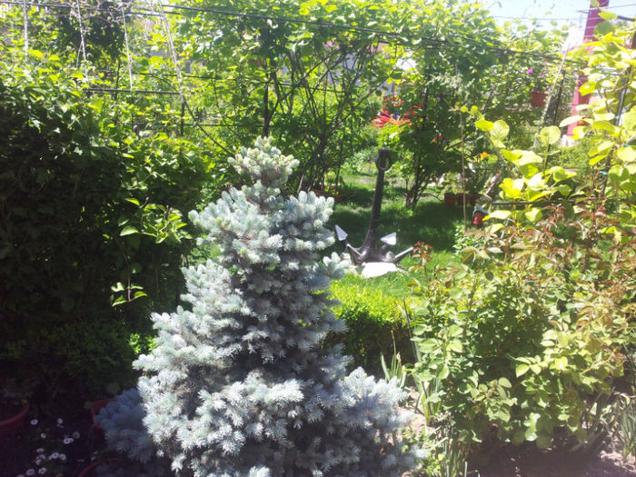 picea mongomery