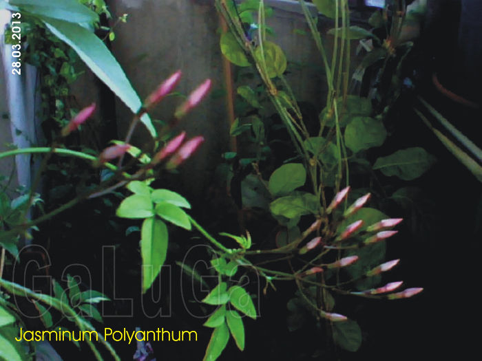 Jasminum Polyanthum - Polyanthum