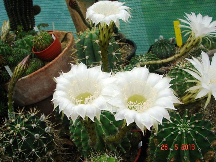 DSC01006