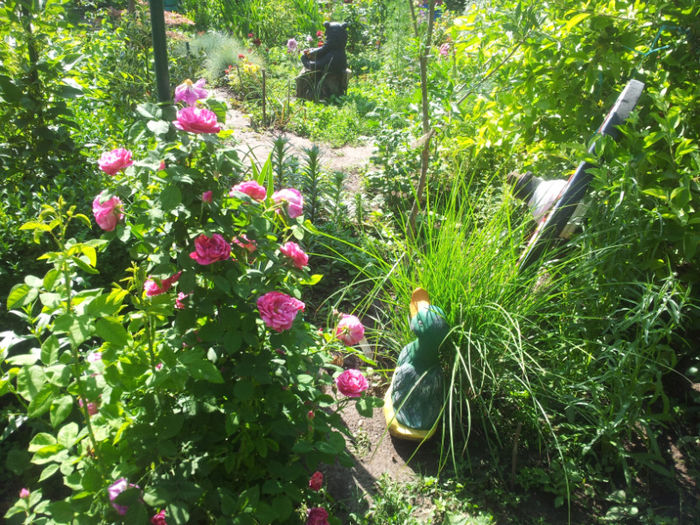 nr.21-urcator Dimov.