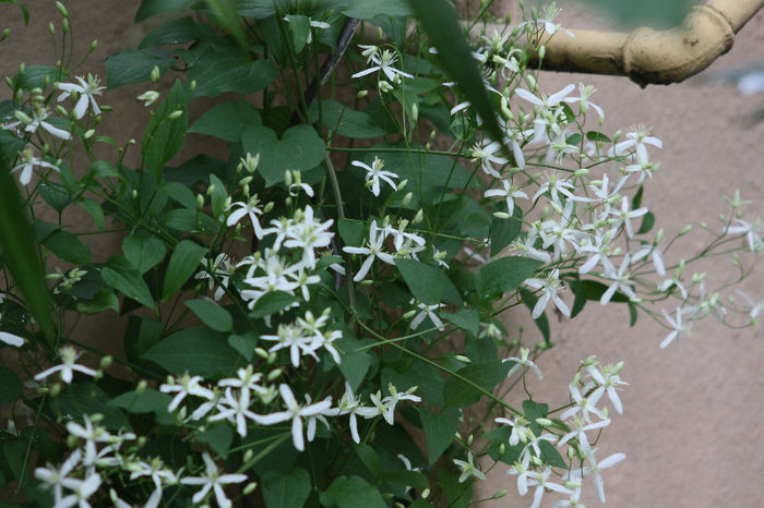 Clematis Mandshurica - Inflorite 2013