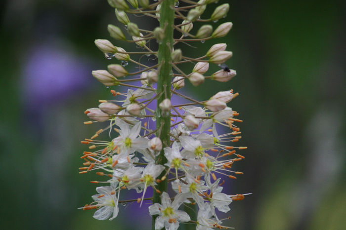 Eremurus - Inflorite 2013
