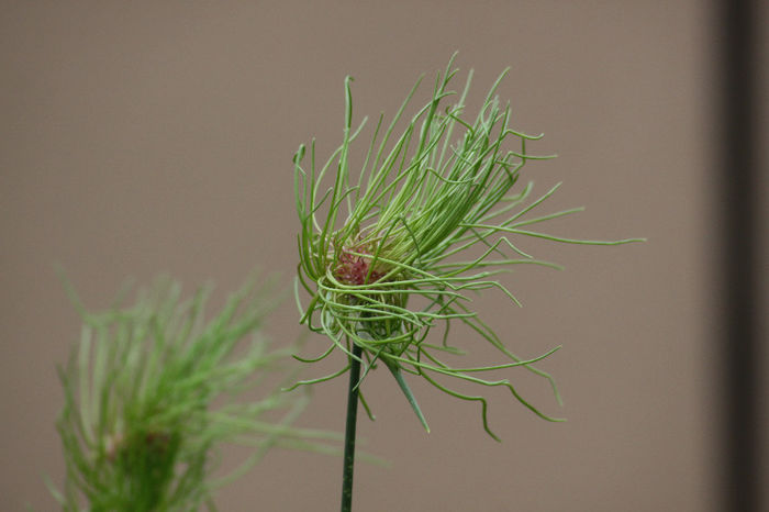 Allium Hair - Inflorite 2013