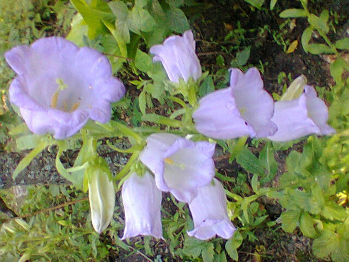 Fotogr.1307 - flori de gradina
