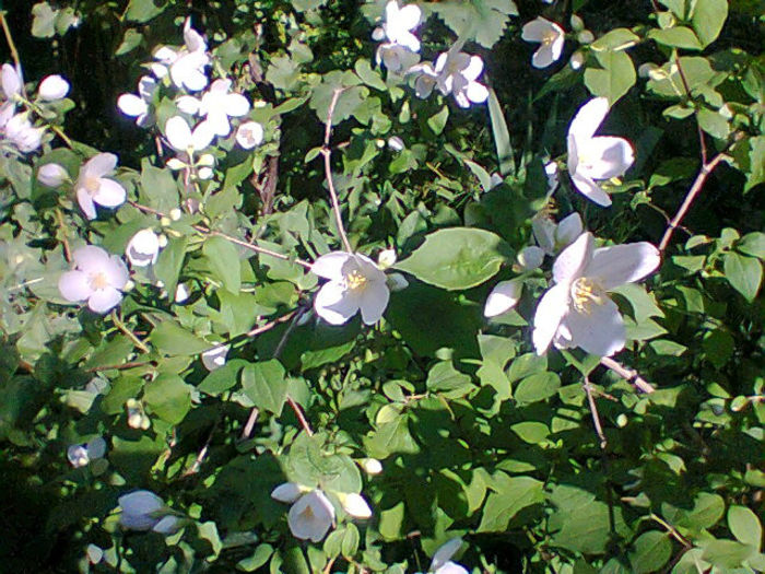 Fotogr.1308 - flori de gradina