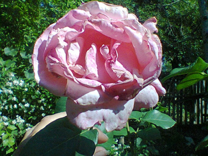 Fotogr.1310 - flori de gradina