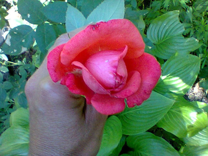 Fotogr.1311 - flori de gradina