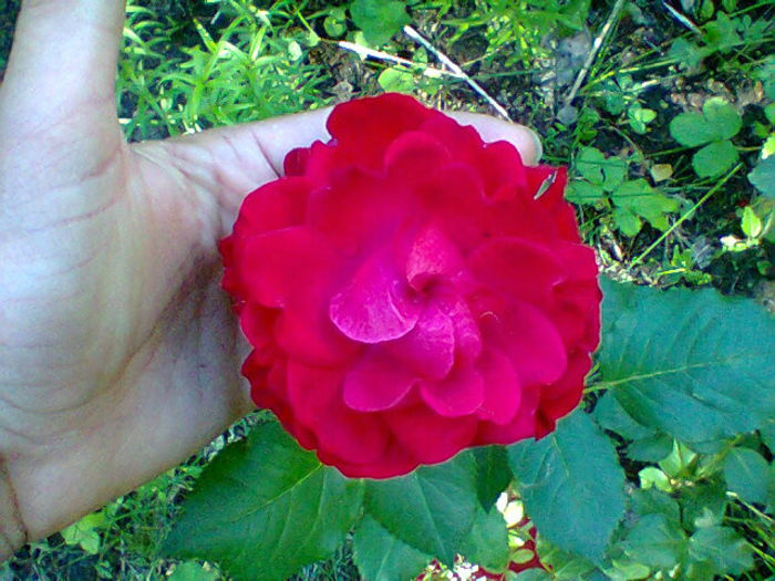 Fotogr.1312 - flori de gradina