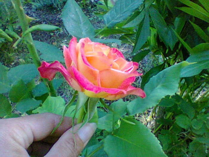 Fotogr.1314 - flori de gradina