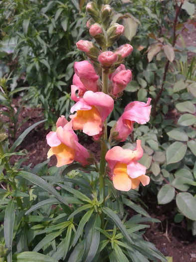 2013-05-26 12.50.17