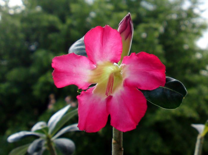 Adenium Anouk - Cactusi si altele