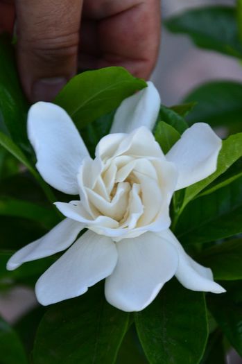 DSC_0082 - Gardenia - Jasminoidis floare mare altoita