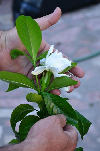 DSC_0097 - Gardenia - Jasminoidis floare mare altoita