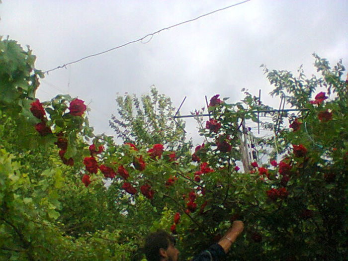 Fotogr.1346 - trandafiri
