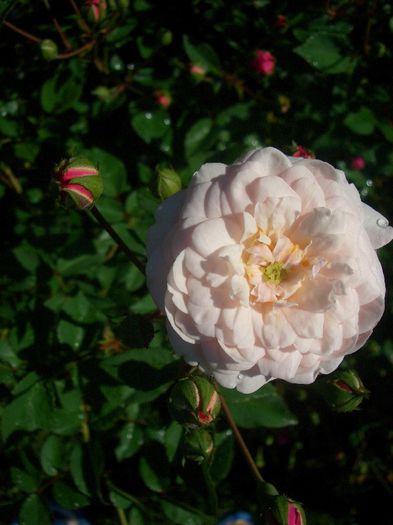 Little White Pet • Belle of Tehran; Polyantha.  Discovered by Peter Henderson (United States, 1879).
