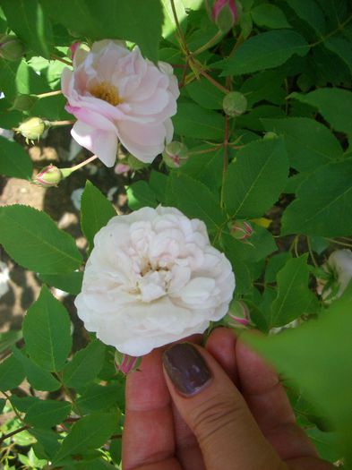 Blush Noisette • Blush Cluster• Noisette carnée• R. indica noisettiana; Noisette.  Bred by Philippe Noisette (United States, 1814).
