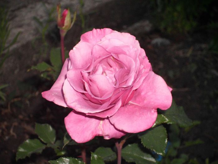 Picture 001 - 8-trandafiri