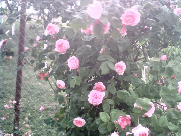 IMG_0360 - 8-trandafiri