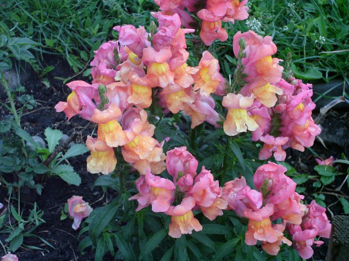 Picture 010 - 4-flori 2013