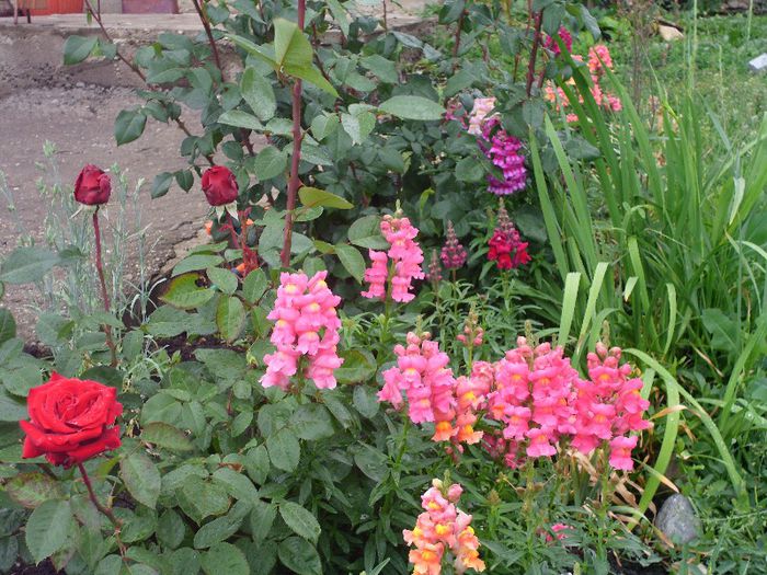 Picture 011 - 4-flori 2013