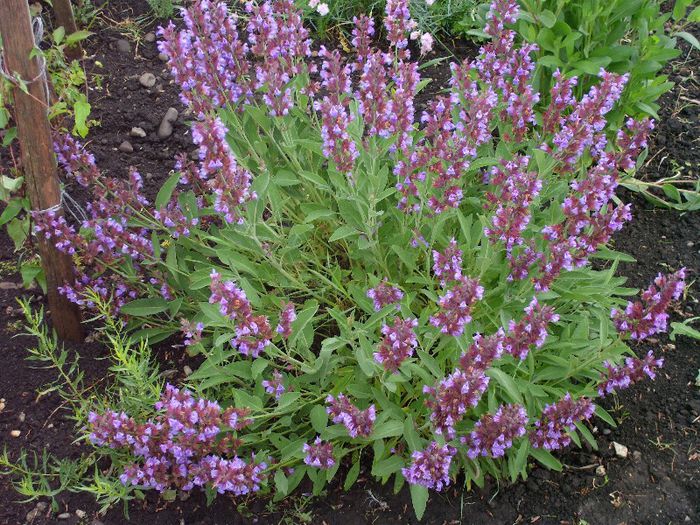 Picture 009 - 4-flori 2013