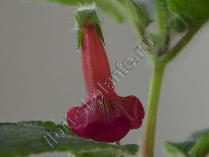 Sinningia EW s Spring Melody - GLOXINIA _ SINNINGIA__NEWS 2013