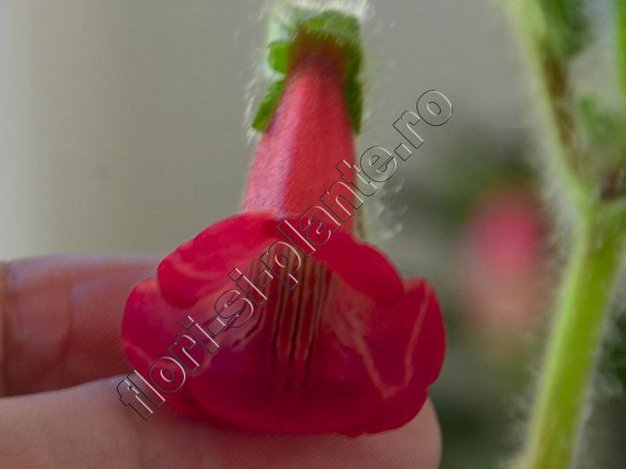 Sinningia EW s Spring Melody - GLOXINIA _ SINNINGIA