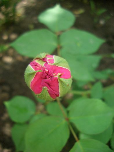 Madame Isaac Pereire • Le Bienheureux de la Salle; Bourbon.  Bred by Armand Garçon (France, 1881).
