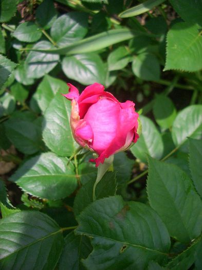 Luzia Nistler • Lucia Nistler; Hybrid Tea. Bred by Hans Jürgen Evers (Germany, 1986). 
Introduced in Germany by Rosen-Tantau/Tantau Roses in 1986
