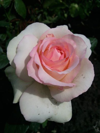 Photo1522 - Eden rose