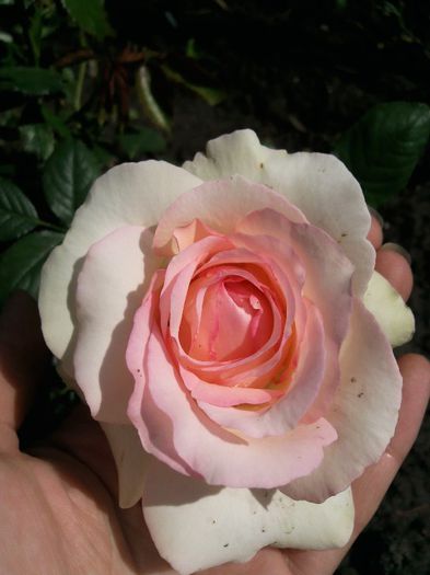Photo1523 - Eden rose