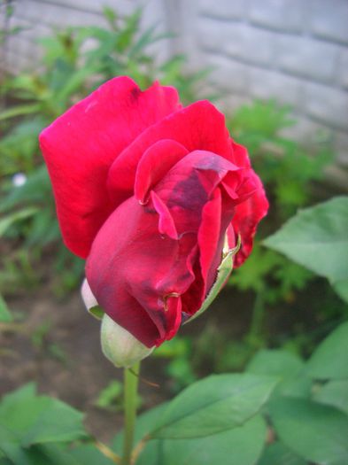 Mister Lincoln; Hybrid Tea.Bred by Swim &amp; Weeks (United States, 1964). 
Introduced in United States by Conard-Pyle (Star Roses) in 1965
