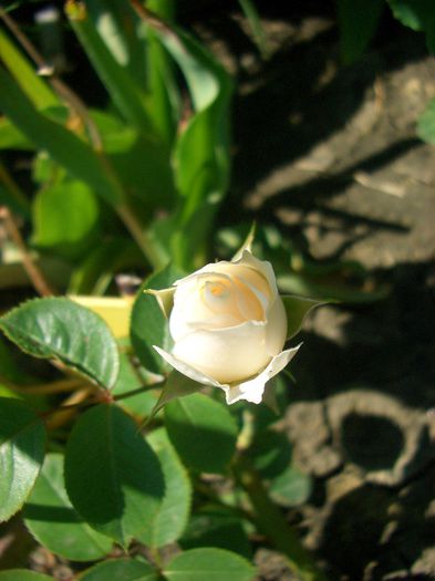 Innocencia ™• County of Yorkshire • Innocencia Vigorosa ™ • Korstarnow • White Balconia; Floribunda, Shrub.  Vigorosa ® Collection.  Bred by W. Kordes &amp; Sons (Germany, before 2002).
