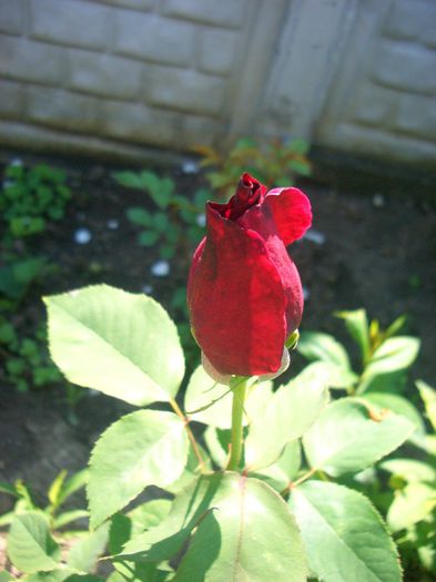 Papa Meilland • MEIcesar • MEIsar; Hybrid Tea.  Bred by Alain Meilland (France, 1963).
