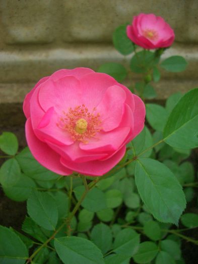 Angela ®• Angelica • KORday; floribunda,  Shrub. Bred by Reimer Kordes (Germany, 1984).
