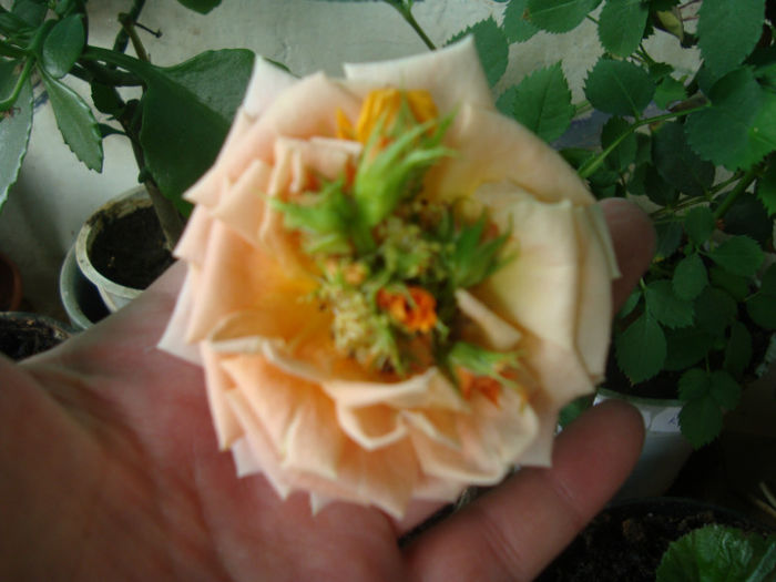 2.6 - Trandafiri pitici