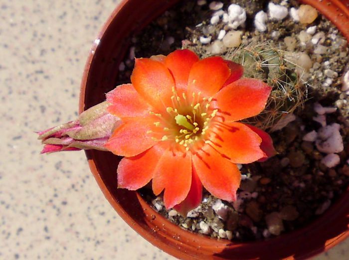 Sulcorebutia canigueralii - Cactusi si altele