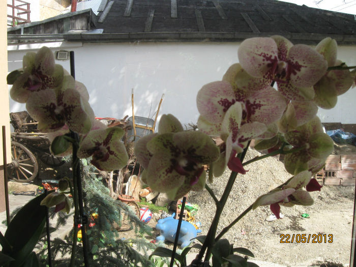 IMG_0309 - 1-Orhideele mele dragi