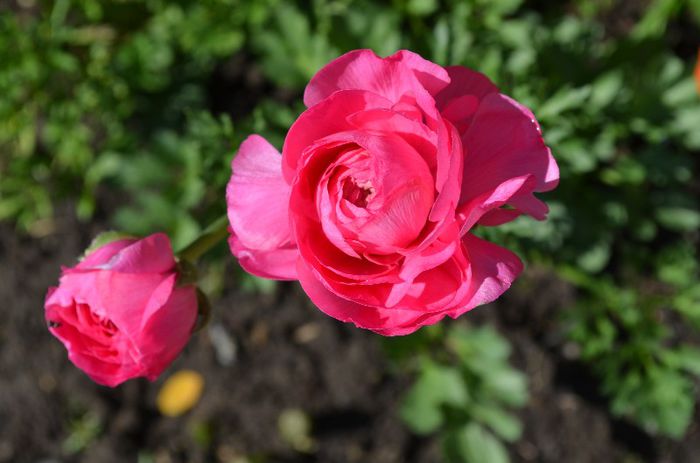 DSC_1117 - 1RANUNCULUS