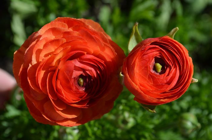 DSC_1118 - 1RANUNCULUS