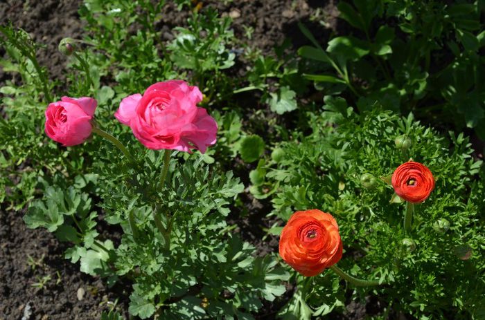 DSC_1129 - 1RANUNCULUS