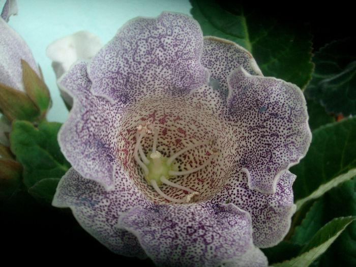 SANY3719 - Gloxinia-2013