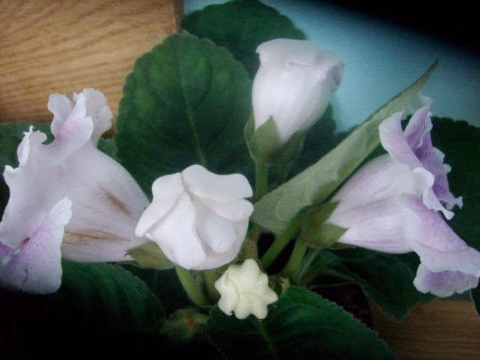 SANY3792 - Gloxinia-2013