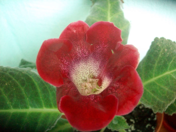 SANY0823 - Gloxinia-2013