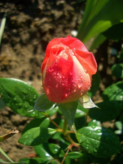 Queen of Hearts • Korbreano • Queen of Hearts Freelander; Florists Rose, Hybrid Tea.  Freelander ® Collection.  Bred by W. Kordes &amp;amp; Sons (Germany, 2005).
