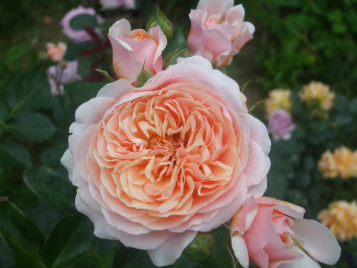 Parfum dOrleans - vara 2013