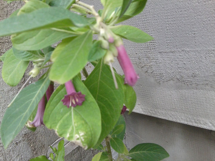 Fotografie2098 - iochroma