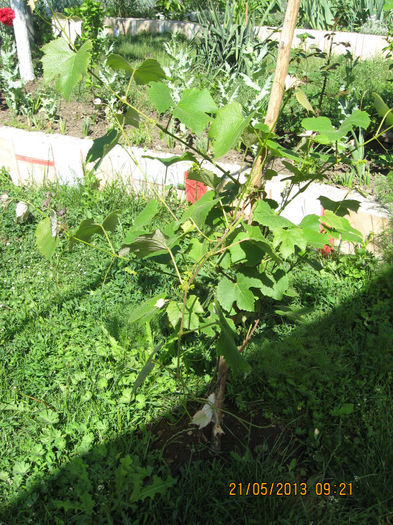 Se anunta o recolta bogata.....